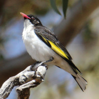 Painted Honeyeater